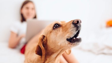 ¿Qué dice el perro con sus ladridos?