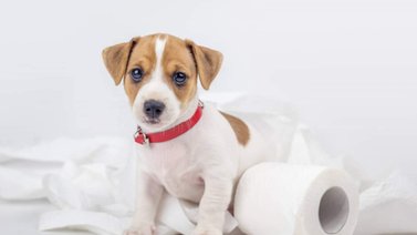 Cómo enseñarle al cachorro a hacer sus necesidades