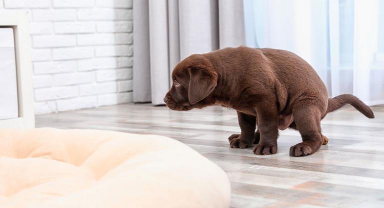Cómo enseñarle al cachorro a hacer sus necesidades Cómo enseñarle al cachorro a hacer sus necesidades