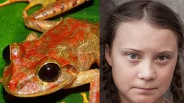 Descubren una nueva especie de rana en Panamá y la bautizan Greta Thunberg