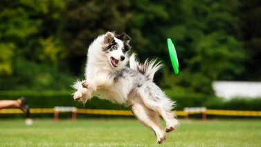 ¿Sabes qué es el Disc Dog?