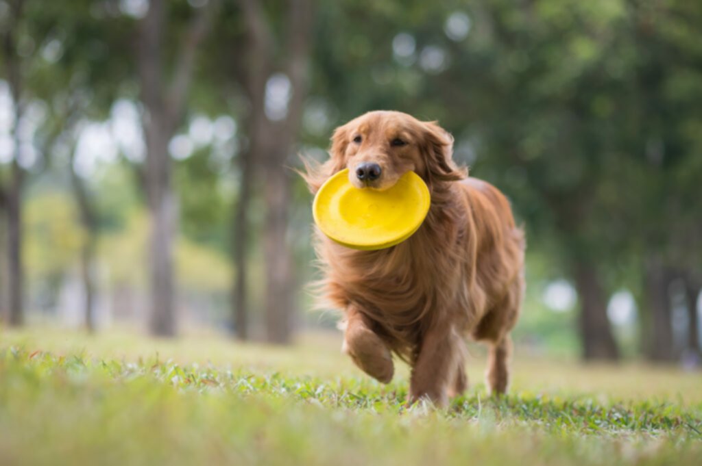 ¿Sabes qué es el Disc Dog? ¿Sabes qué es el Disc Dog?