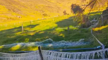 Se pierden cosechas en Mérida por bajas temperaturas en el páramo Se pierden cosechas en Mérida por bajas temperaturas en el páramo