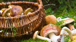 Los champiñones y el beneficio de su consumo