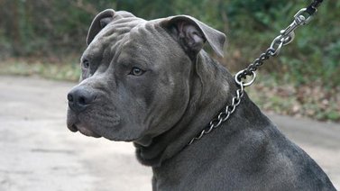 Qué daños físicos causa el collar de ahorque