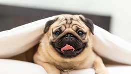 Conoce al perro Pug