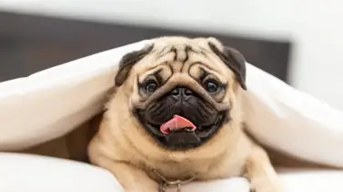 Conoce al perro Pug Conoce al perro Pug