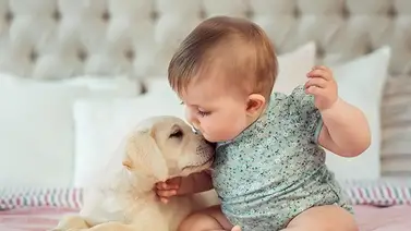 ¿Cómo lograr que el animalito se adapte al bebé? ¿Cómo lograr que el animalito se adapte al bebé?