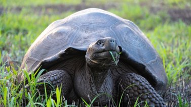 Descubren cuatro nuevos virus en las tortugas gigantes de Galápagos