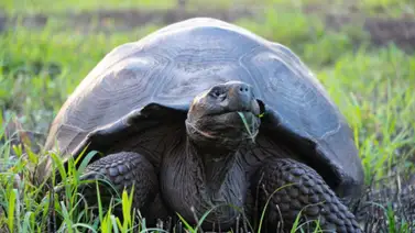 Descubren cuatro nuevos virus en las tortugas gigantes de Galápagos Descubren cuatro nuevos virus en las tortugas gigantes de Galápagos