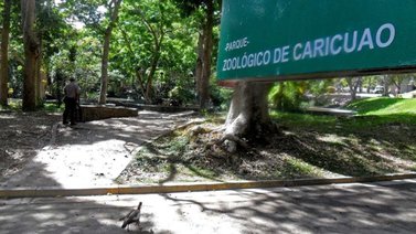 Canguros serán la atracción en el zoológico de Caricuao