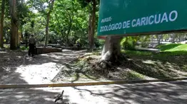 Canguros serán la atracción en el zoológico de Caricuao