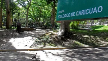 Canguros serán la atracción en el zoológico de Caricuao