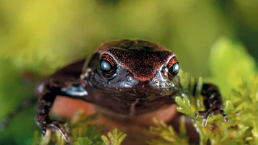 Descubren nueva especie de rana diminuta en Ecuador