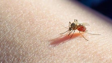 La malaria también preocupó a los venezolanos en 2021
