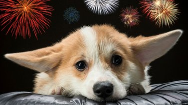 Cómo preparar a tu perro para pasar las fiestas
