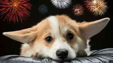 Cómo preparar a tu perro para pasar las fiestas Cómo preparar a tu perro para pasar las fiestas
