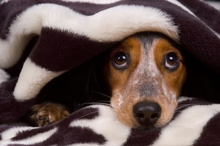 Cómo preparar a tu perro para pasar las fiestas