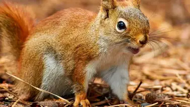 Ardilla agresiva muerde a 18 vecinos y toma a un pueblo de "rehén" Ardilla agresiva muerde a 18 vecinos y toma a un pueblo de "rehén"