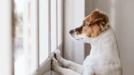 ¿Dónde dejar al perro si vas de viaje?