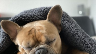 ¿Cómo es el sueño en los perros?