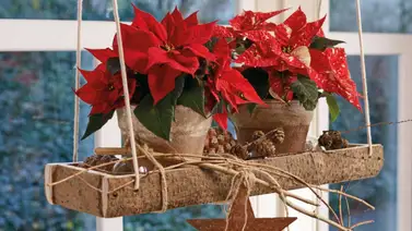 La Flor de Pascua o de Navidad La Flor de Pascua o de Navidad