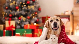 Cómo cuidar a las mascotas durante las fiestas navideñas
