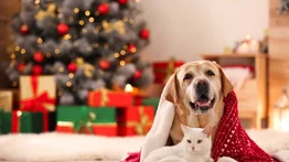 Cómo cuidar a las mascotas durante las fiestas navideñas