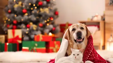 Cómo cuidar a las mascotas durante las fiestas navideñas Cómo cuidar a las mascotas durante las fiestas navideñas