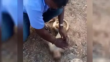 Un taxista salva a un mono tras darle respiración boca a boca (+Video) Un taxista salva a un mono tras darle respiración boca a boca (+Video)