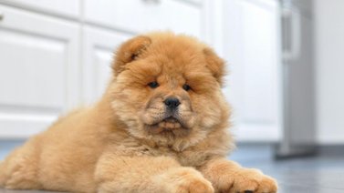 Perros que parecen osos de peluche