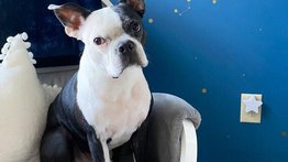 Un perro le salva la vida a una bebé en EEUU