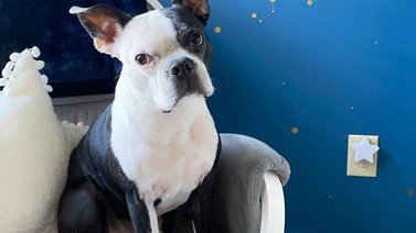 Un perro le salva la vida a una bebé en EEUU