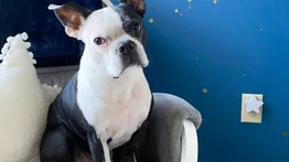 Un perro le salva la vida a una bebé en EEUU