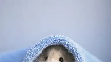 Formas seguras de asear a tu hámster Formas seguras de asear a tu hámster