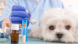 Homeopatía para aliviar molestias en los animales