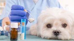 Homeopatía para aliviar molestias en los animales