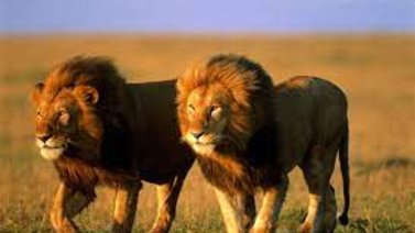 Dos enormes leones provocan pánico al escapar mientras los subían a un avión
