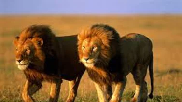 Dos enormes leones provocan pánico al escapar mientras los subían a un avión