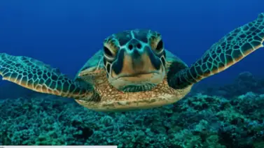 Curiosidades de las tortugas marinas que deberías conocer Curiosidades de las tortugas marinas que deberías conocer