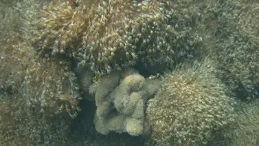 Alertan sobre coral invasor en el Parque Nacional Mochima Alertan sobre coral invasor en el Parque Nacional Mochima