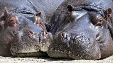 Hipopótamos de un zoológico de Bélgica contraen COVID-19 Hipopótamos de un zoológico de Bélgica contraen COVID-19