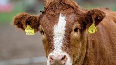 Un hombre en la India interpuso una denuncia a sus cuatro vacas por no dar leche