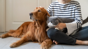 Calma perros y gatos de los ruidos de la pirotecnia