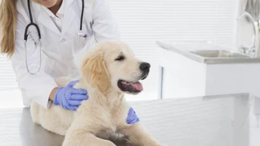 ¿Sabes qué son los lipomas caninos?