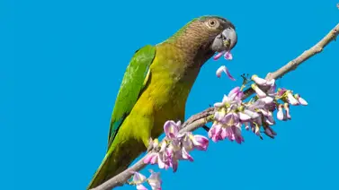 ¿Quieres un perico cara sucia? Esto es lo que debes saber ¿Quieres un perico cara sucia? Esto es lo que debes saber