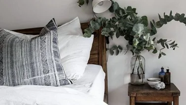 Plantas que sirven para limpiar, armonizar y purificar