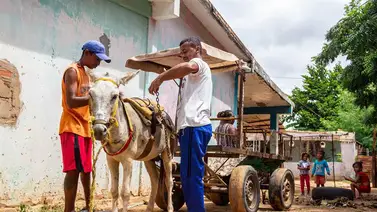 Burro para el transporte, la vuelta a una realidad ancestral en Venezuela Burro para el transporte, la vuelta a una realidad ancestral en Venezuela