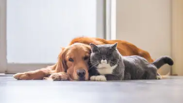 ¿Es posible la convivencia entre perros y gatos? ¿Es posible la convivencia entre perros y gatos?