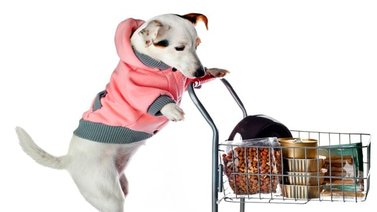Ocho cosas que necesita tu perro